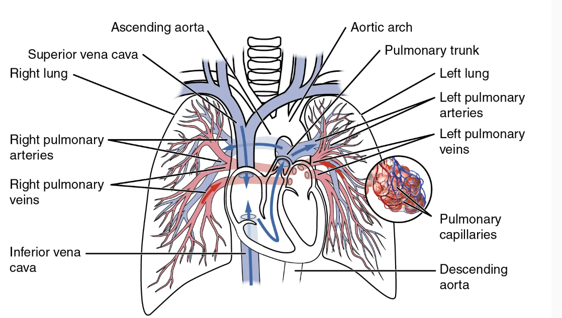 Labeled anterior diagram showing the heart, lungs, aorta, venae cavae, pulmonary arteries, veins, and capillaries.